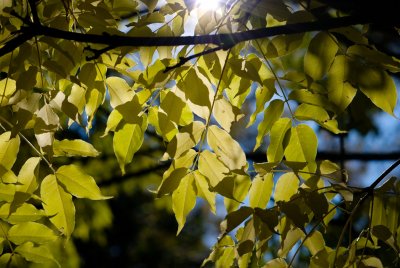 Phellodendron amurense - korkovník amurský